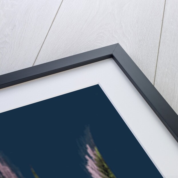 Festuca Uniglumis; Single-Glumed Fescue-Grass by Anonymous