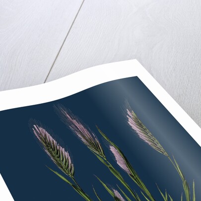 Festuca Uniglumis; Single-Glumed Fescue-Grass by Anonymous