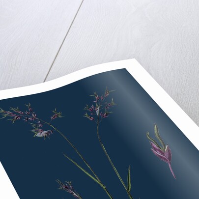 Poa Stricta; Straight-Stemmed Meadow-Grass by Anonymous