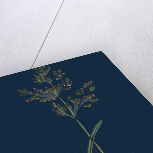 Poa Caesia; Caesious Meadow-Grass by Anonymous