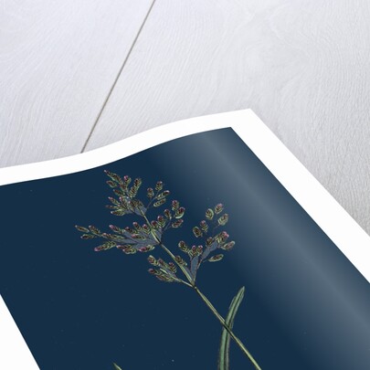 Poa Caesia; Caesious Meadow-Grass by Anonymous