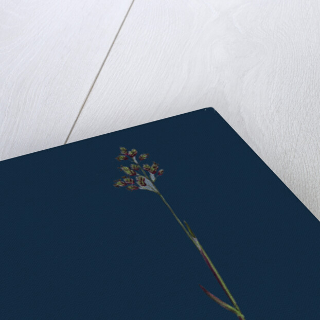 Poa Pratensis, Var. Subcaerulea; Smooth Meadow-Grass, Var. Y. by Anonymous