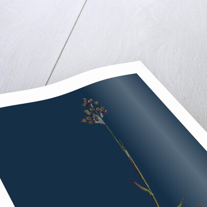 Poa Pratensis, Var. Subcaerulea; Smooth Meadow-Grass, Var. Y. by Anonymous