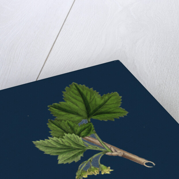 Ribes Nigrum; Black Currant by Anonymous