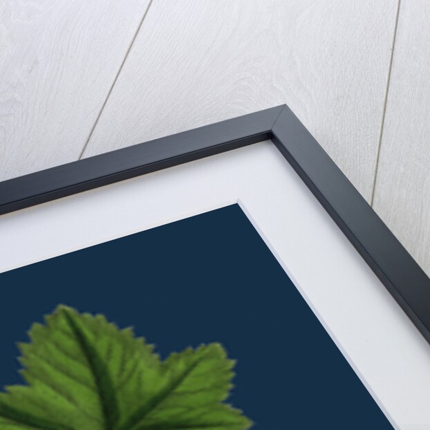 Ribes Nigrum; Black Currant by Anonymous