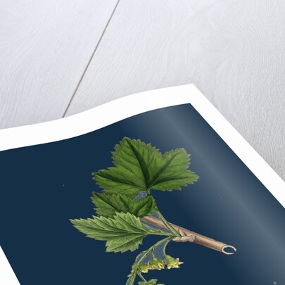 Ribes Nigrum; Black Currant by Anonymous