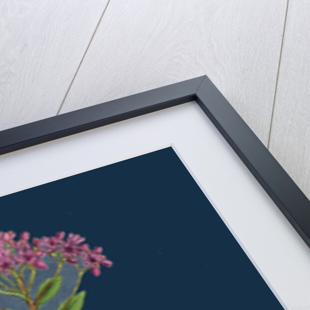 Sedum Fabaria; Narrow-Leaved Orpine by Anonymous