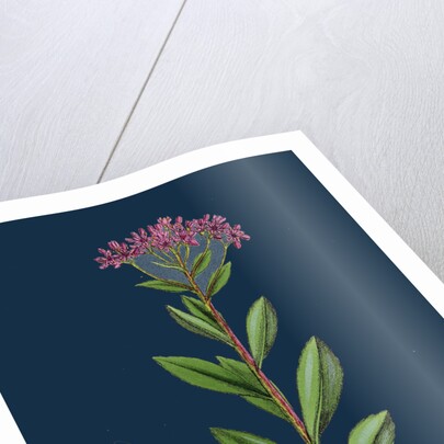 Sedum Fabaria; Narrow-Leaved Orpine by Anonymous