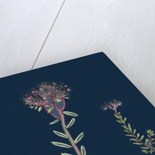 Sedum Eu-Album; Sedum Album and Sedum Micranthum; White Stone-Crop by Anonymous