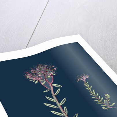 Sedum Eu-Album; Sedum Album and Sedum Micranthum; White Stone-Crop by Anonymous