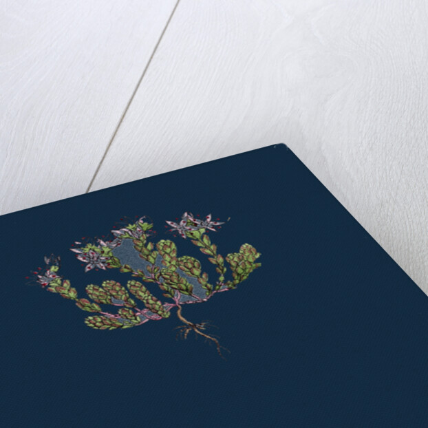 Sedum Anglicum; English Stone-Crop by Anonymous