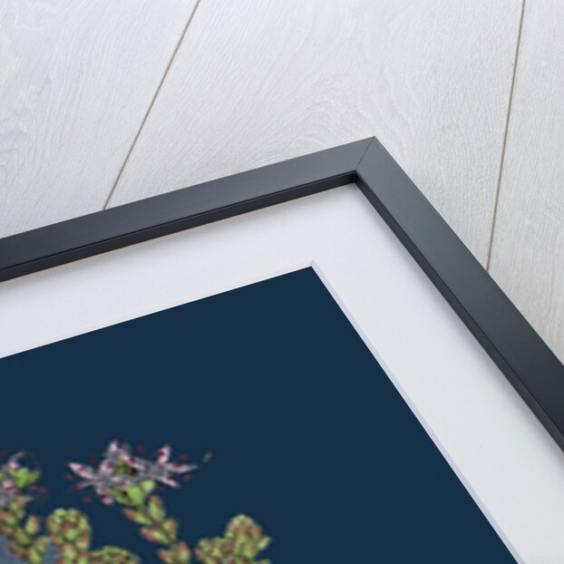 Sedum Anglicum; English Stone-Crop by Anonymous