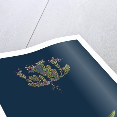 Sedum Anglicum; English Stone-Crop by Anonymous