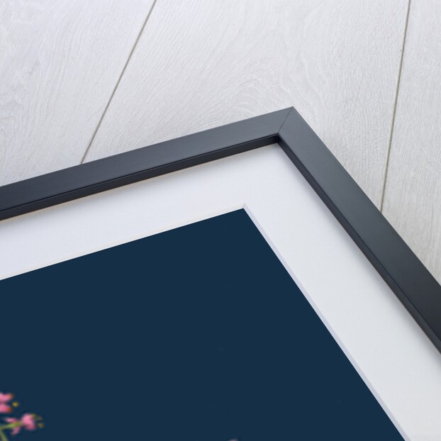 Circaea Lutetiana; Common Enchanter's-Nightshade by Anonymous