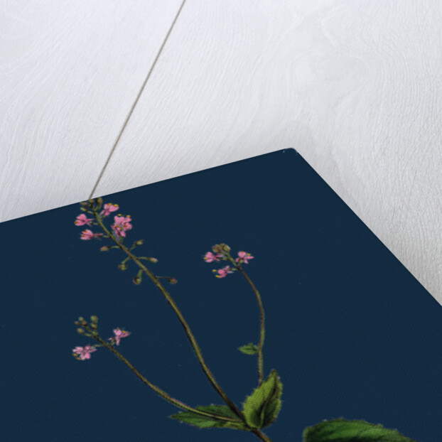 Circaea Alpina; Alpine Enchanter's-Nightshade by Anonymous