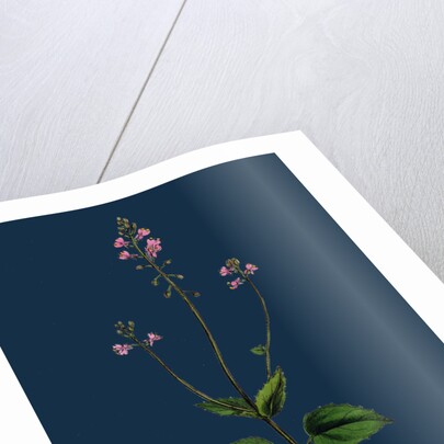 Circaea Alpina; Alpine Enchanter's-Nightshade by Anonymous