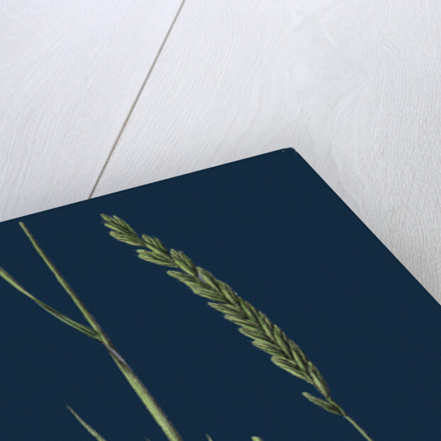 Triticum Pungens; Erect Sea Couch-Grass by Anonymous