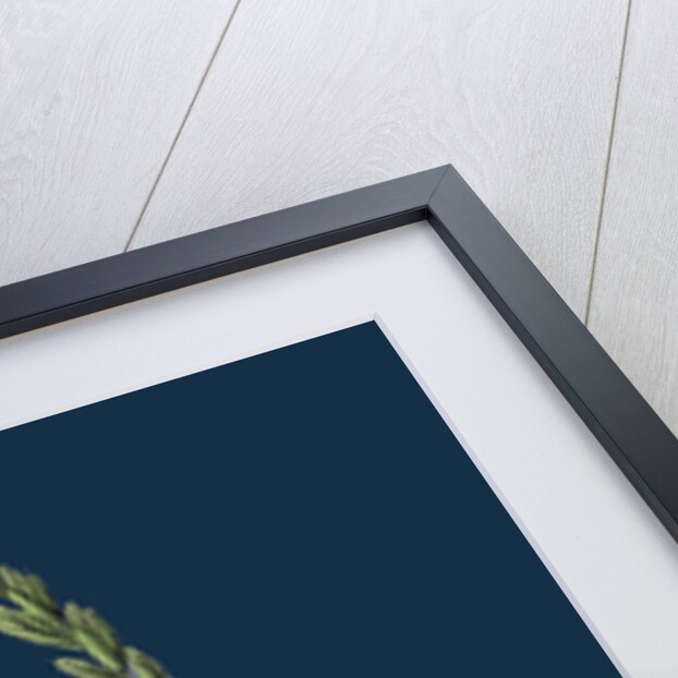 Triticum Pungens; Erect Sea Couch-Grass by Anonymous