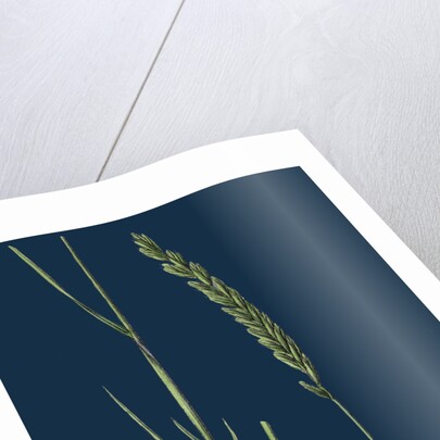 Triticum Pungens; Erect Sea Couch-Grass by Anonymous