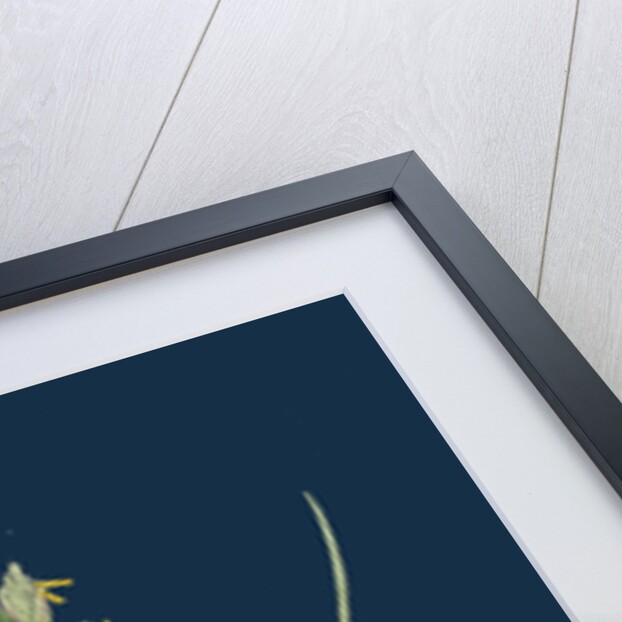 Triticum Junceum; Sand Couch-Grass by Anonymous