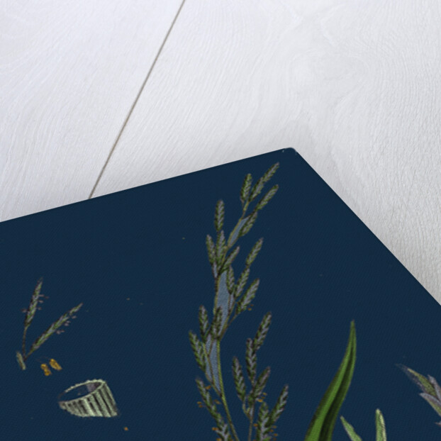 Glyceria Plicata; Folded-Leaved Meadow-Grass by Anonymous