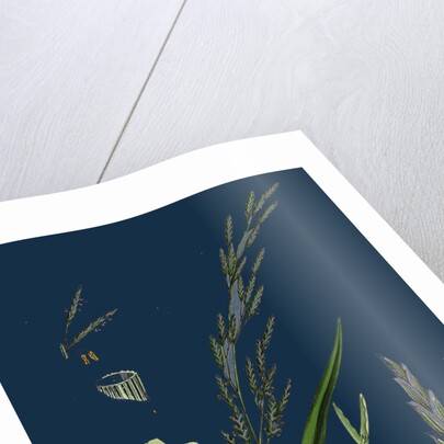 Glyceria Plicata; Folded-Leaved Meadow-Grass by Anonymous