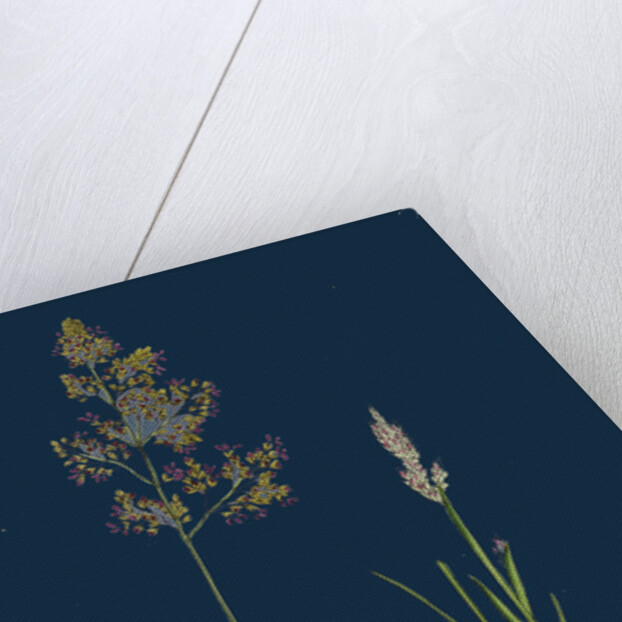 Corynephorus Canescens; Grey Hair-Grass by Anonymous