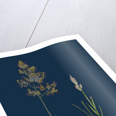 Corynephorus Canescens; Grey Hair-Grass by Anonymous