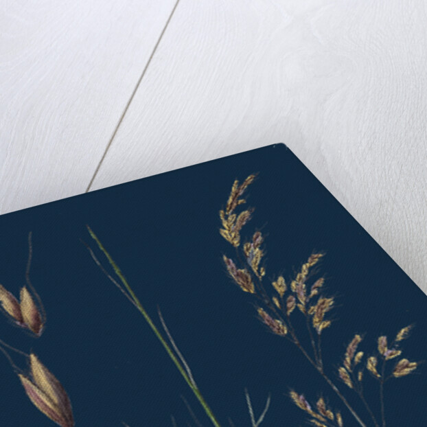 Aira Uliginosa; Bog Hair-Grass by Anonymous