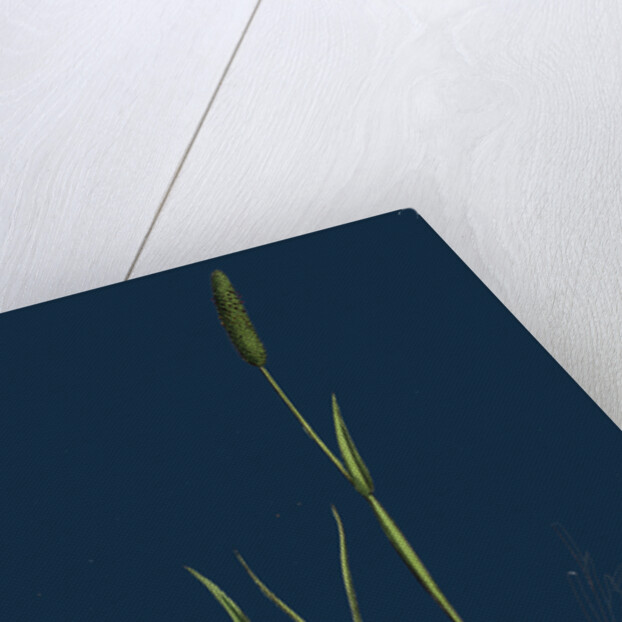 Alopecurus Eu-Geniculatus; Bent-Stemmed Fox-Tail-Grass by Anonymous