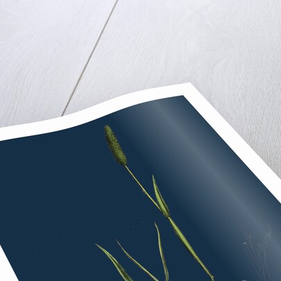 Alopecurus Eu-Geniculatus; Bent-Stemmed Fox-Tail-Grass by Anonymous