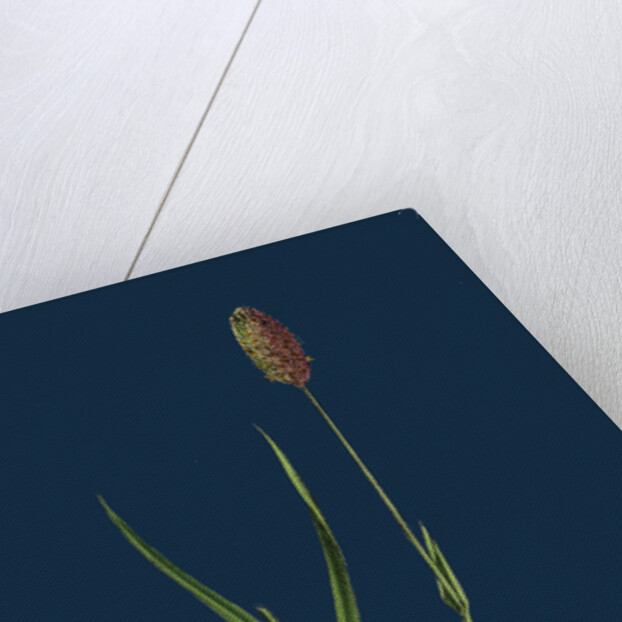 Phleum Alpinum; Alpine Timothy-Grass by Anonymous