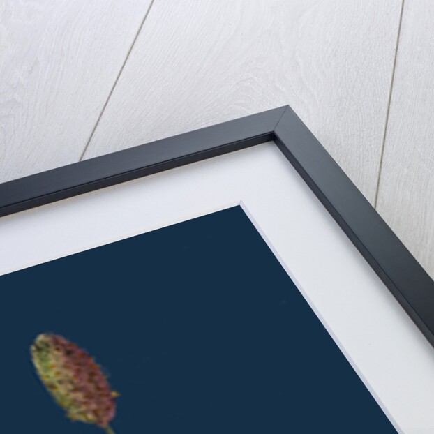 Phleum Alpinum; Alpine Timothy-Grass by Anonymous