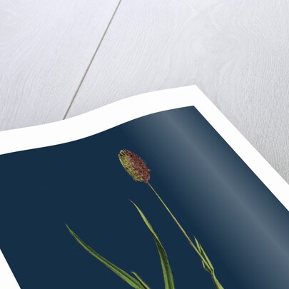 Phleum Alpinum; Alpine Timothy-Grass by Anonymous