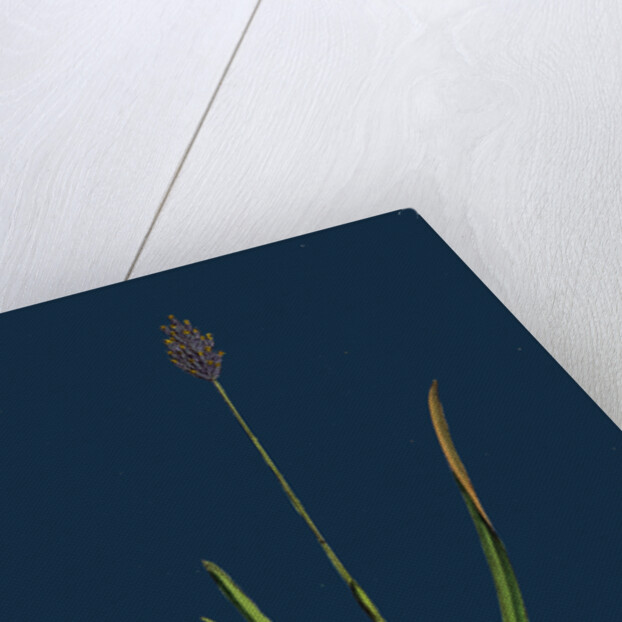 Sesleria Caerulea; Blue Moor-Grass by Anonymous