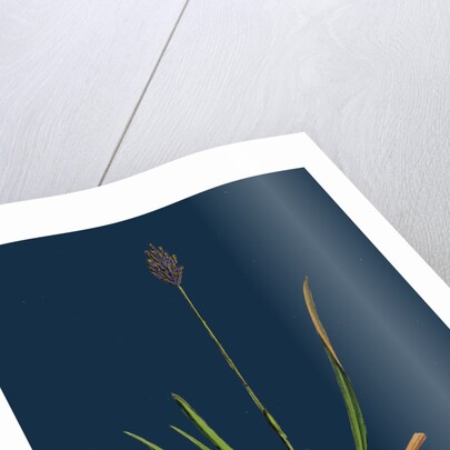 Sesleria Caerulea; Blue Moor-Grass by Anonymous