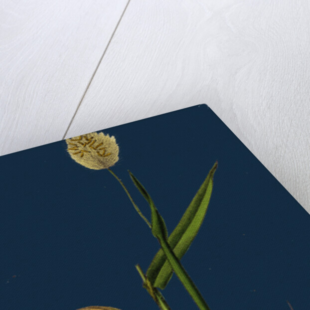 Lagurus Ovatus; Ovate Hare's-Tail-Grass by Anonymous