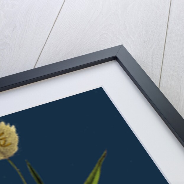 Lagurus Ovatus; Ovate Hare's-Tail-Grass by Anonymous