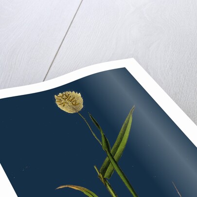 Lagurus Ovatus; Ovate Hare's-Tail-Grass by Anonymous