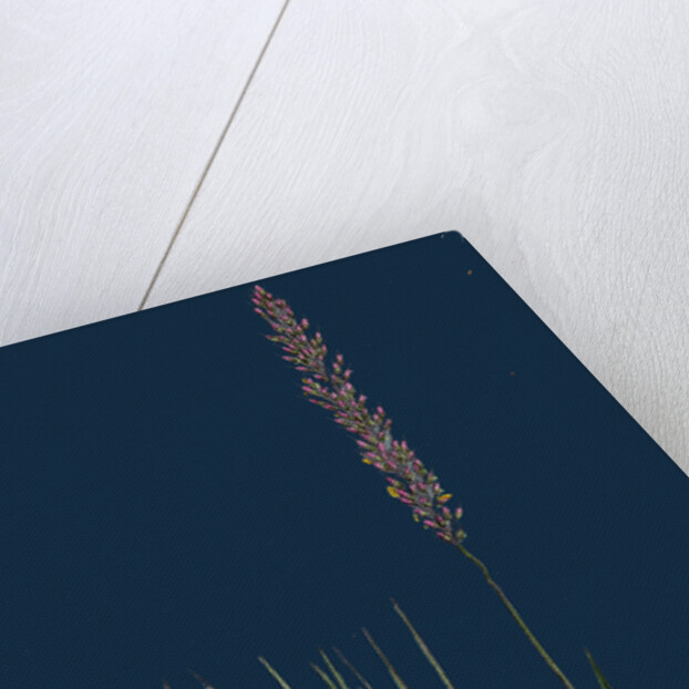 Agrostis Setacea; Bristle-Leaved Bent-Grass by Anonymous