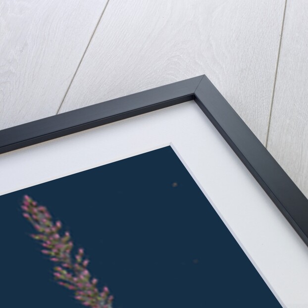 Agrostis Setacea; Bristle-Leaved Bent-Grass by Anonymous