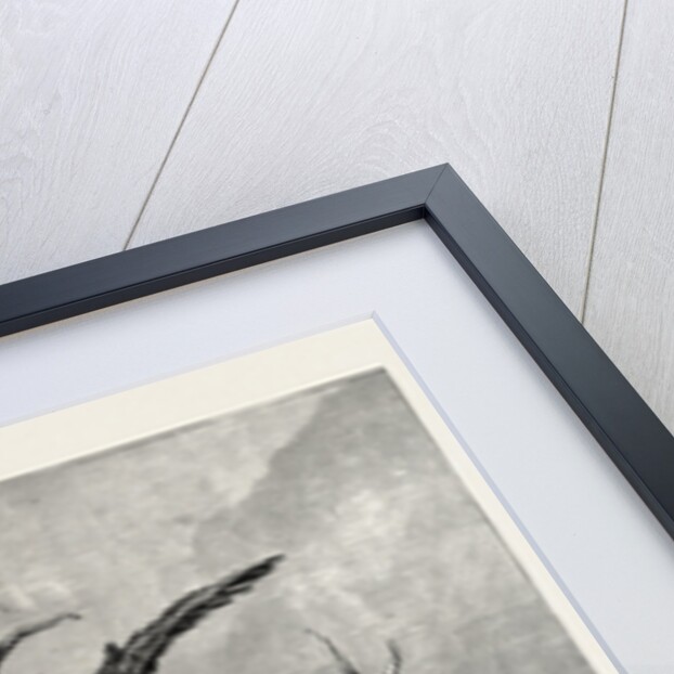 A Royal Duel Between a Stag and an Eagle by Anonymous