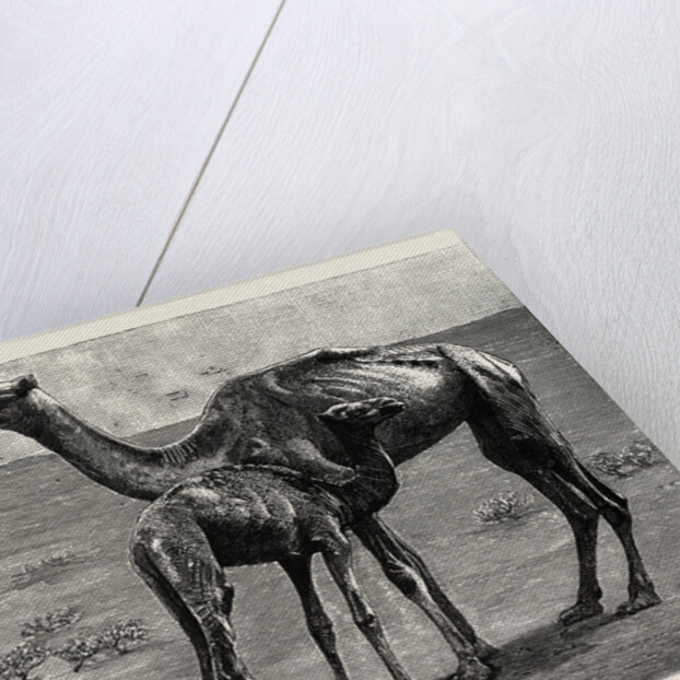 Camels from El-Teb, Soudan, at the Zoological Gardens: As They Were When Taken to the Gardens by Anonymous