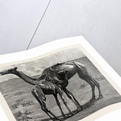 Camels from El-Teb, Soudan, at the Zoological Gardens: As They Were When Taken to the Gardens by Anonymous
