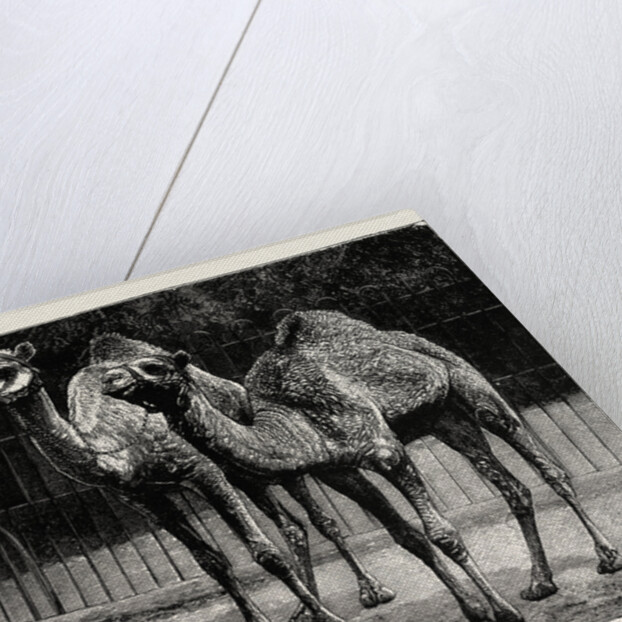 Camels from El-Teb, Soudan, at the Zoological Gardens: As They Are Now by Anonymous