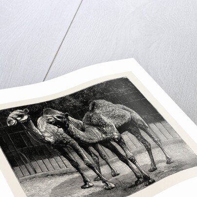 Camels from El-Teb, Soudan, at the Zoological Gardens: As They Are Now by Anonymous
