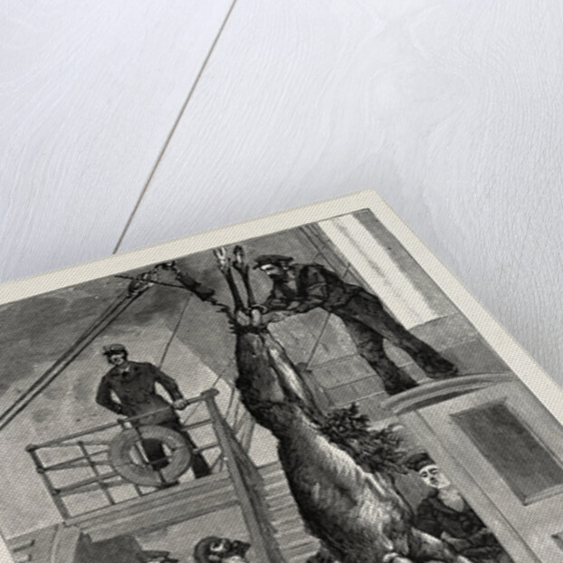 Weighing the Prince's Elk on Board the Osborne, Sweden by Anonymous