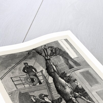 Weighing the Prince's Elk on Board the Osborne, Sweden by Anonymous