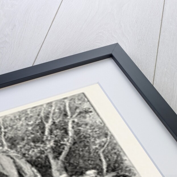 A Buck-Hunting Excursion in South Africa: Tiffin in the Bush by Anonymous