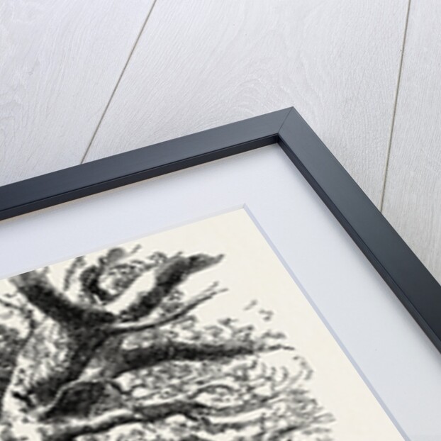 A Buck-Hunting Excursion in South Africa: A Yellow-Wood Tree by Anonymous